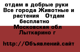 отдам в добрые руки - Все города Животные и растения » Отдам бесплатно   . Московская обл.,Лыткарино г.